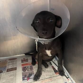 Big Badge General -  Labrador Retriever Dog for Adoption in San Antonio, Texas - Big Badge General | PetCurious