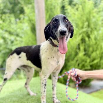 Smokey -  Labrador Retriever and Mixed Breed Dog for Adoption in Atlanta, Georgia - Smokey | PetCurious