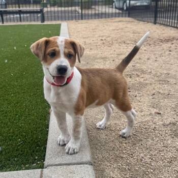 Bruno -  Beagle and Mixed Breed Dog for Adoption in Tempe, Arizona - Bruno | PetCurious