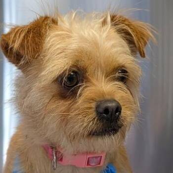 Melody -  Mixed Breed Dog for Adoption in Greenville, South Carolina - Melody | PetCurious