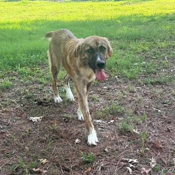 Sage -  Anatolian Shepherd Dog for Adoption in Chatham, New Jersey - Sage | PetCurious