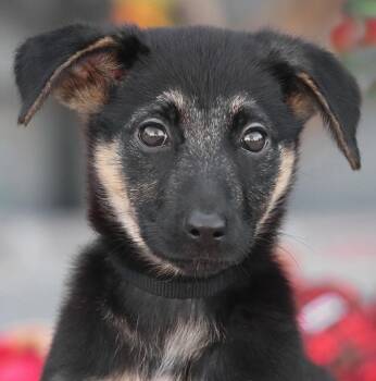 Dina von Duvensee -  German Shepherd Dog Dog for Adoption in Los Angeles, California - Dina Von Duvensee | PetCurious