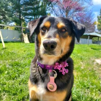 Mixed Breed Dogs Available for Adoption in Franklin Township, New Jersey - Lola | PetCurious