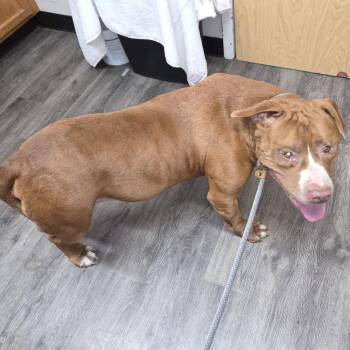 Vampire -  Pit Bull Terrier Dog for Adoption in Ridgely, Maryland - Vampire | PetCurious