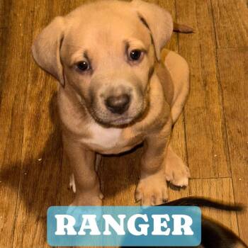 Rescue Labrador Retriever and Husky Dogs for Adoption in Saint George, Vermont - Ranger | PetCurious