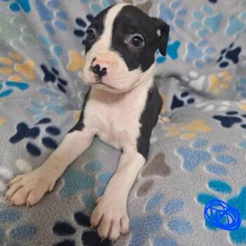 Kayson -  Terrier and Mixed Breed Dog for Adoption in Buffalo, Minnesota - Kayson | PetCurious