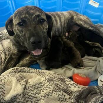 Labrador Retriever and Mixed Breed Dogs Available for Adoption in Greenville, South Carolina - Stella | PetCurious