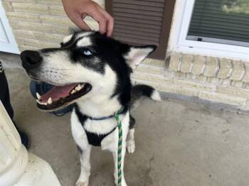 NALU -  Husky Dog for Adoption in Rowlett, Texas - NALU | PetCurious