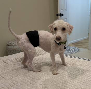 Miniature Poodle Dogs Available for Adoption - Fritz | PetCurious