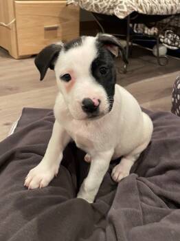 Rescue Mixed Breed Dogs for Adoption in Alma, Wisconsin - Ripley | PetCurious