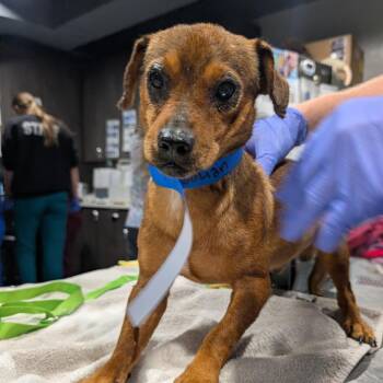 Julian -  Miniature Dachshund and Mixed Breed Dog for Adoption in Tampa, Florida - Julian | PetCurious