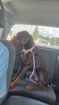 Adobe $550 -  Doberman Pinscher Dog for Adoption in West Milwaukee, Wisconsin - Adobe $550 | PetCurious