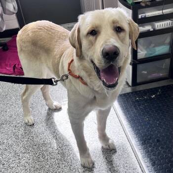 Mixed Breed Dogs Available for Adoption in Mentor, Ohio - Andre | PetCurious