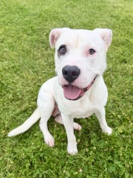 Leroy -  Pit Bull Terrier and Shepherd Dog for Adoption in Wooster, Ohio - Leroy | PetCurious