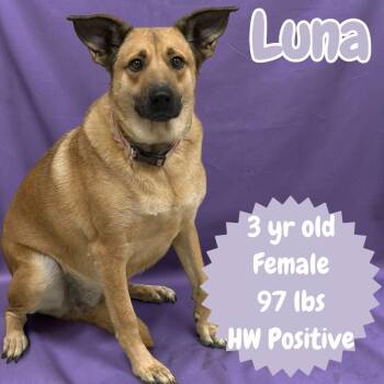 Shepherd Dogs Available for Adoption in Sorrento, Louisiana - Luna | PetCurious