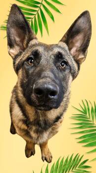 German Shepherd Dog Dogs Available for Adoption - Schnitzel | PetCurious