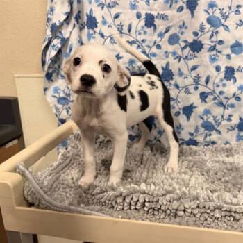 A612045 -  Pit Bull Terrier and Mixed Breed Dog for Adoption in Modesto, California - A612045 | PetCurious
