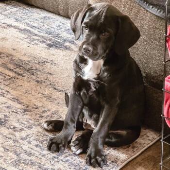 Cane Corso Dogs Available for Adoption - Spike | PetCurious