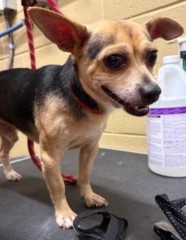Terry -  Chihuahua Dog for Adoption in Douglasville, Georgia - Terry | PetCurious