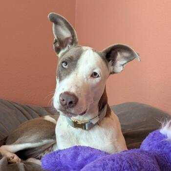 Nani -  Pit Bull Terrier Dog for Adoption in Boise, Idaho - Nani | PetCurious