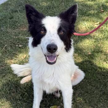 Razzle Dazzle -  Border Collie Dog for Adoption in Newport Beach, California - Razzle Dazzle | PetCurious