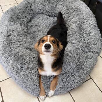 Chanelle -  Mixed Breed Dog for Adoption in Hendersonville, Tennessee - Chanelle | PetCurious