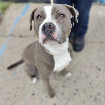 Liana -  Pit Bull Terrier Dog for Adoption in Jersey City, New Jersey - Liana | PetCurious