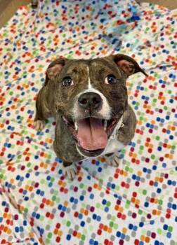 Mixed Breed Dogs Available for Adoption in Chamblee, Georgia - Cereal | PetCurious