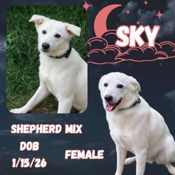 Sky -  German Shepherd Dog Dog for Adoption in Caldwell, Texas - Sky | PetCurious