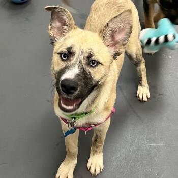 Yamal -  Shepherd Dog for Adoption in Chicago, Illinois - Yamal | PetCurious