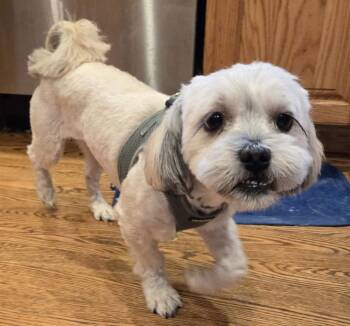 Mylo -  Shih Tzu Dog for Adoption in Mundelein, Illinois - Mylo | PetCurious