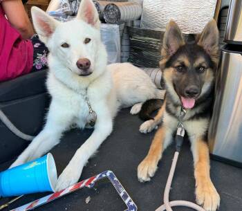 Miss B -  German Shepherd Dog Dog for Adoption in Irvine, California - Miss B | PetCurious