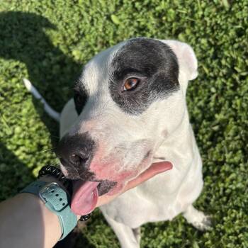 Robin -  Mixed Breed Dog for Adoption in Circleville, Ohio - Robin | PetCurious
