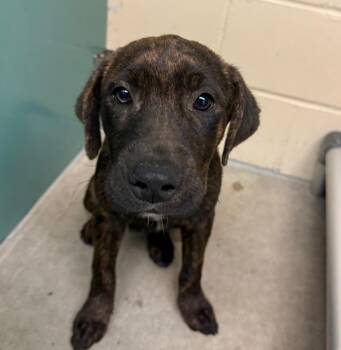 Pebble -  Plott Hound and Mixed Breed Dog for Adoption in Columbia, Illinois - Pebble | PetCurious
