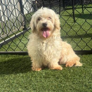 Coton De Tulear Dogs Available for Adoption in Zionsville, Indiana - Dolly  | PetCurious
