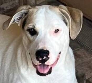 Scrappy (CP) -  Mixed Breed Dog for Adoption in Dallas, Texas - Scrappy (CP) | PetCurious
