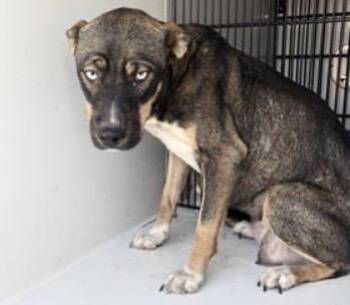 Siberian Husky and Labrador Retriever Dogs Available for Adoption - A650620 | PetCurious