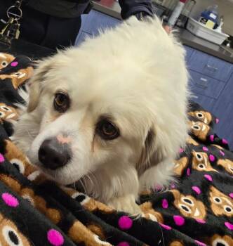 Terry -  Tibetan Spaniel and Mixed Breed Dog for Adoption in Disputanta, Virginia - Terry | PetCurious