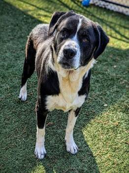 Great Pyrenees Dogs Available for Adoption in Clyde, North Carolina - MADDIE | PetCurious