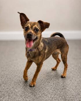 Nonnberg -  Chihuahua Dog for Adoption in Carson City, Nevada - Nonnberg | PetCurious