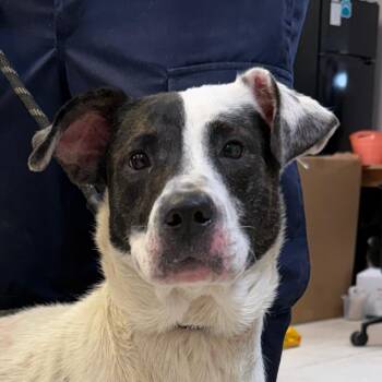 Britton -  Collie and Mixed Breed Dog for Adoption in Jacksonville, Arkansas - Britton | PetCurious