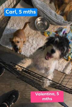 Rescue Maltese Dogs for Adoption in Waunakee, Wisconsin - Valentina | PetCurious