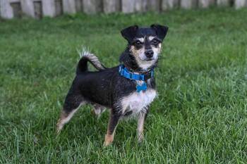 Rescue Miniature Pinscher Dogs for Adoption in Arlington Heights, Illinois - Weenie | PetCurious