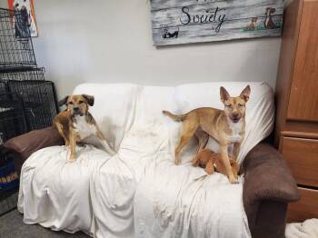 Rescue Basenji and Carolina Dog Dogs for Adoption in Blytheville, Arkansas - Gypsie | PetCurious