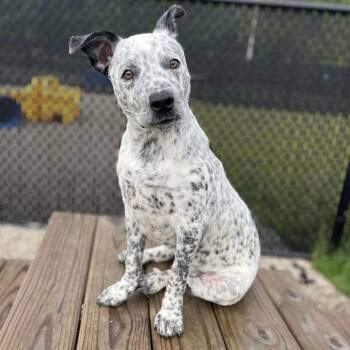 Australian Cattle Dog Blue Heeler Dogs Available for Adoption in Fort Wayne, Indiana - Sammy | PetCurious