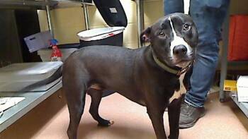 Pit Bull Terrier and Mixed Breed Dogs Available for Adoption - ODIN | PetCurious