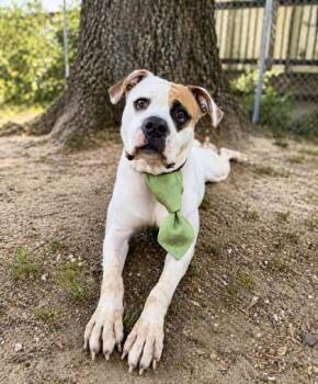 Mixed Breed Dogs Available for Adoption in West Chester, Pennsylvania - Jody | PetCurious