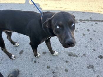 Rescue Labrador Retriever and Mixed Breed Dogs for Adoption in Fort Worth, Texas - 59803276 | PetCurious