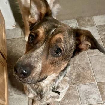 Cattle Dog Dogs Available for Adoption in Kanab, Utah - Bronco | PetCurious
