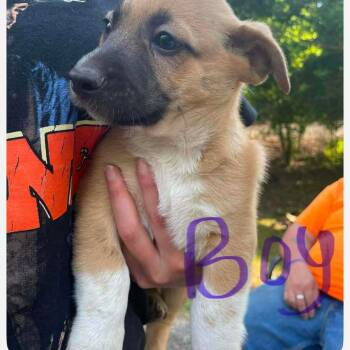 Mixed Breed Dogs Available for Adoption in Huntington, West Virginia - Sherlock Bones | PetCurious